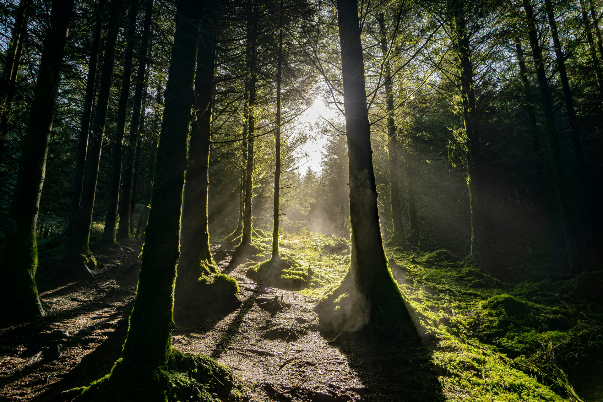 Licht in einem ruhigen Naturraum