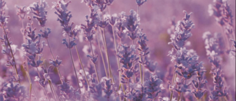 lavenderfield-v5