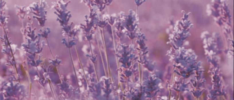 lavenderfield-v5