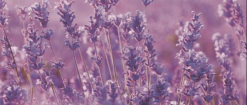 lavenderfield-v5