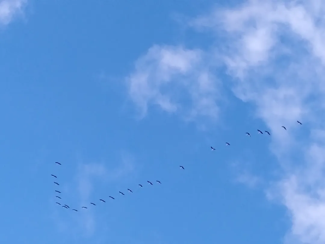 authentic movement in Osnabrück